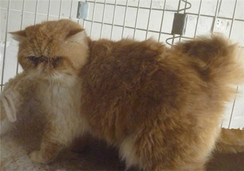 关于宠物的肥胖问题 关于宠物的肥胖问题