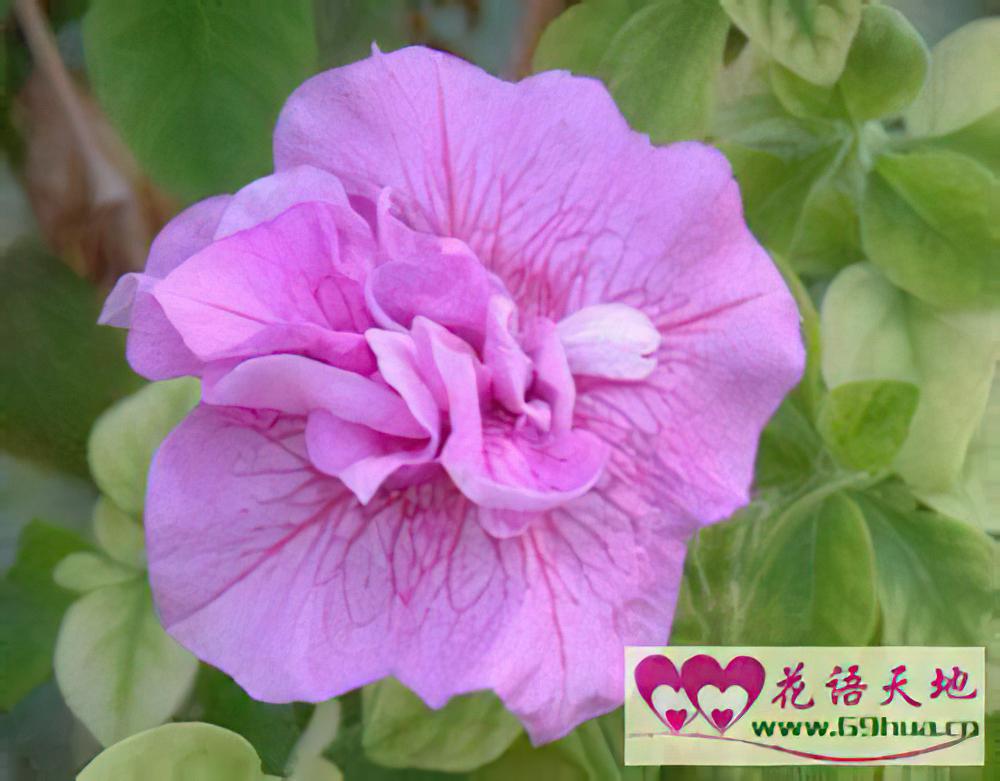 矮牵牛的花语：安心