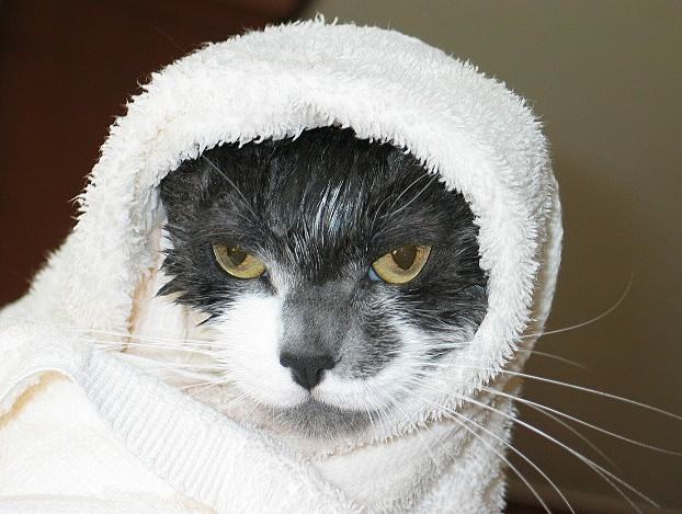 你知道怎样给猫咪洗澡吗？
