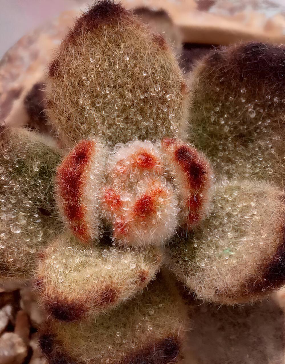 冻雨中我是那坚强的雪莲花，1°——7°露养的肉肉都是坚强的孩子