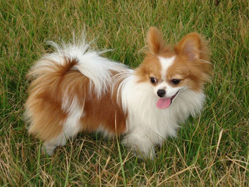 盘点初生狗狗的护理方法 盘点初生狗狗的护理方法