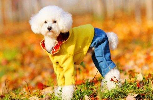 狗狗冬天应该穿衣服吗？狗狗穿衣服好不好？
