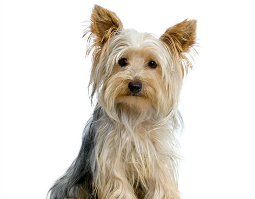 狗狗零食是生活必需品吗