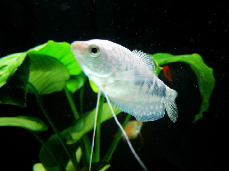 观赏鱼赤皮病的症状与防治