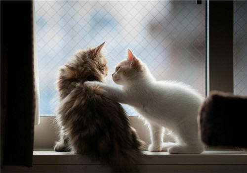 老年猫较易罹患的疾病有哪些？