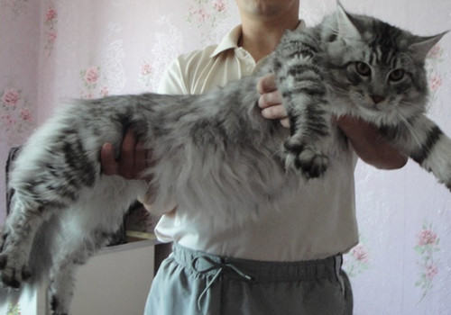 导致猫咪口腔疾病的原因