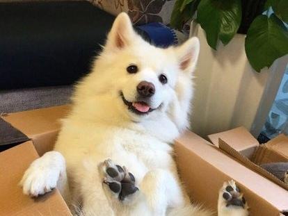 狗身上的跳蚤怎么去除 掌握正确的除蚤方法~
