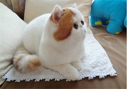 猫咪登机前需要做哪些准备