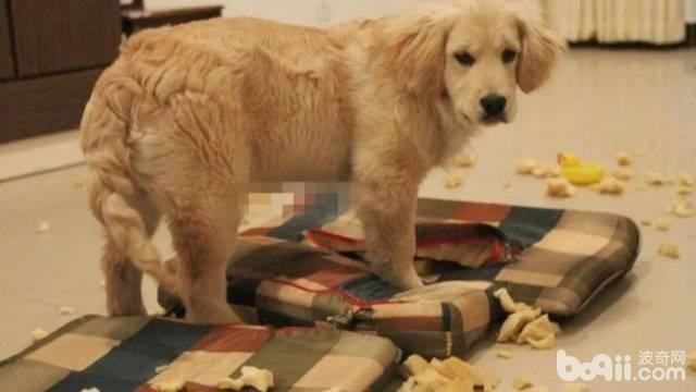 导致狗狗拆家的原因都有哪些？