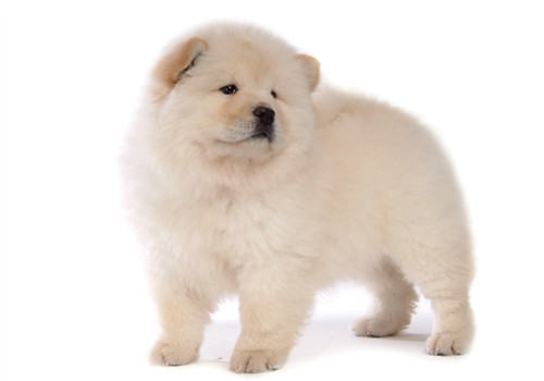引起犬眼睑内翻的三大原因