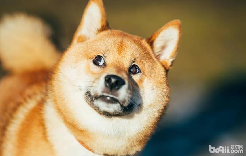 吃什么可以让狗狗毛发柔顺,狗狗毛发的护理方法 吃什么可以让狗狗毛发柔顺,狗狗毛发的护理方法