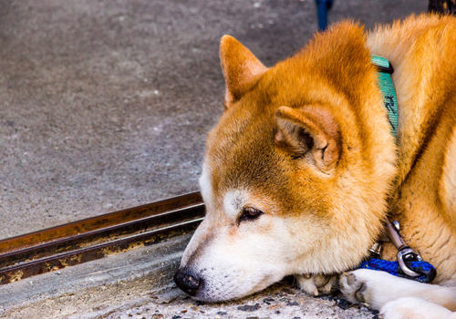 秋田犬智商排名居中引争议