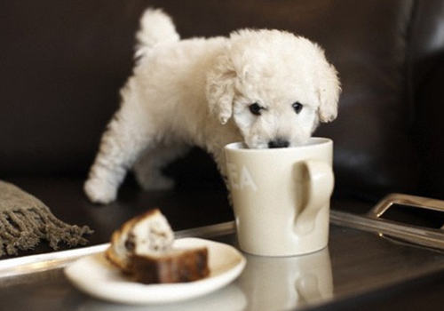 狗狗春节的饮食注意事项 狗狗春节的饮食注意事项