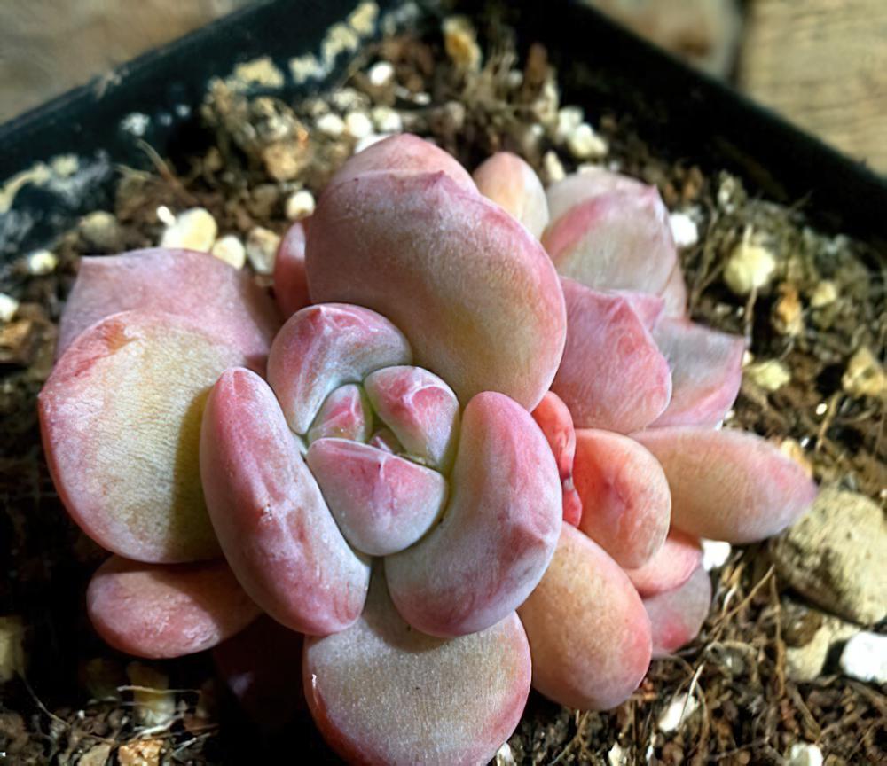 芙蓉真爱粉儿：明明知道有可能被忽悠，还是无法抗拒自己的眼睛
