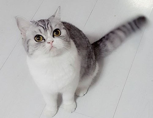 猫咪断奶后腹泻是怎么回事