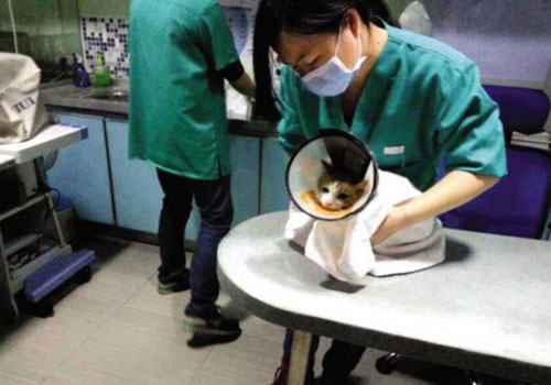 猫咪在手术前需要准备什么？