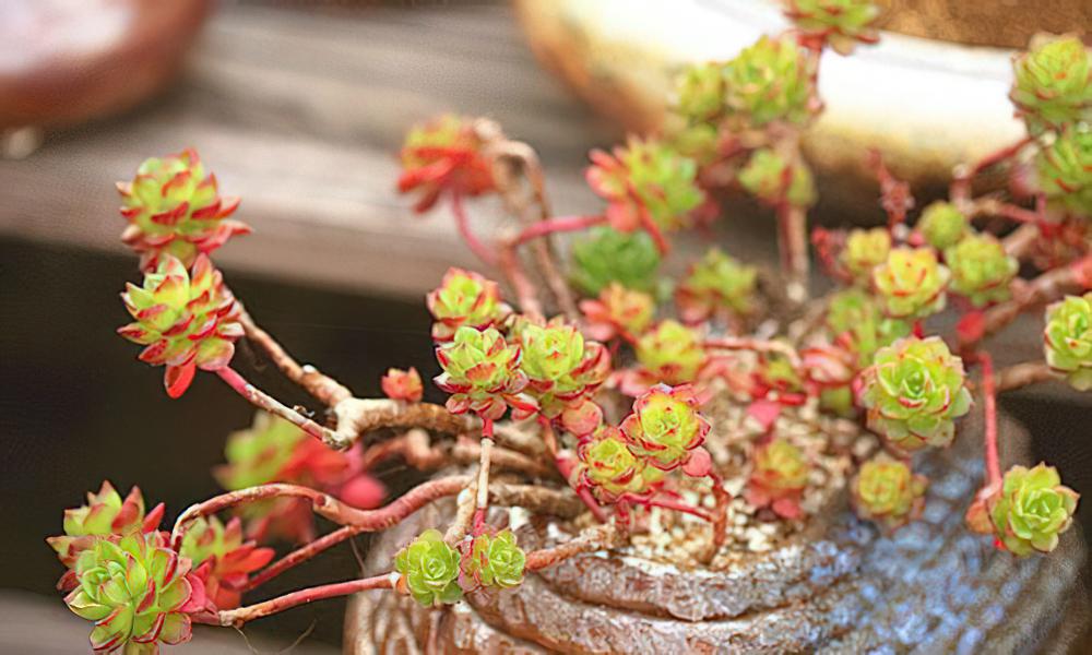 芒种伊始，多肉植物正式迎来梅雨季节的挑战