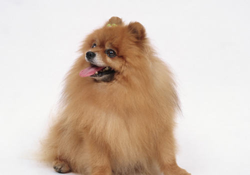 狗狗中毒后哪些事可以做 狗狗中毒后哪些事可以做