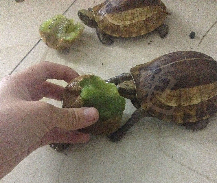 两例黄额闭壳龟调理开食报告