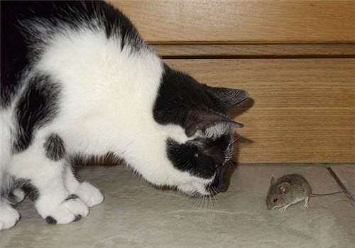 猫为什么喜欢玩弄猎物? 猫为什么喜欢玩弄猎物?