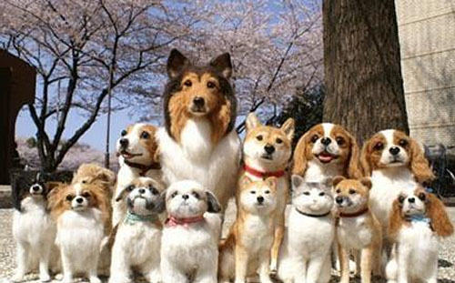 选择最适合自己的宠物犬