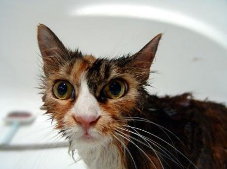 给猫咪舒服洗澡的巧妙方法