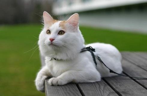 如何辨别土耳其梵猫?土耳其梵猫特点