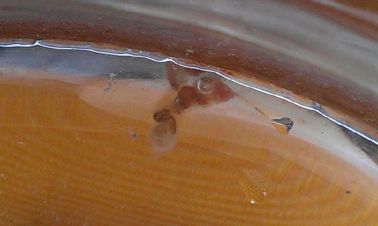 宠物龟胃肠炎的诊治 宠物龟胃肠炎的诊治