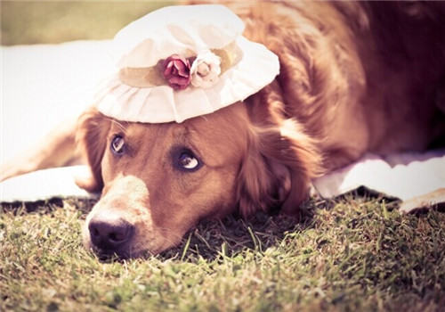 金毛易患哪些疾病