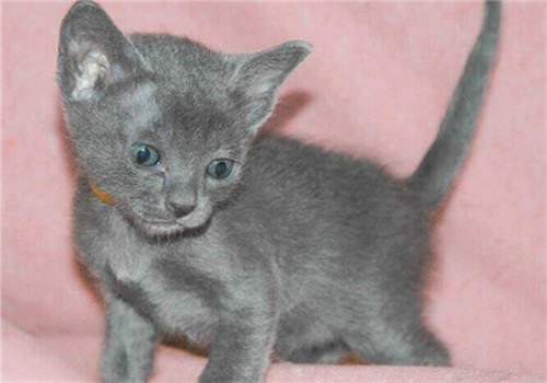 选择领养成年猫的理由