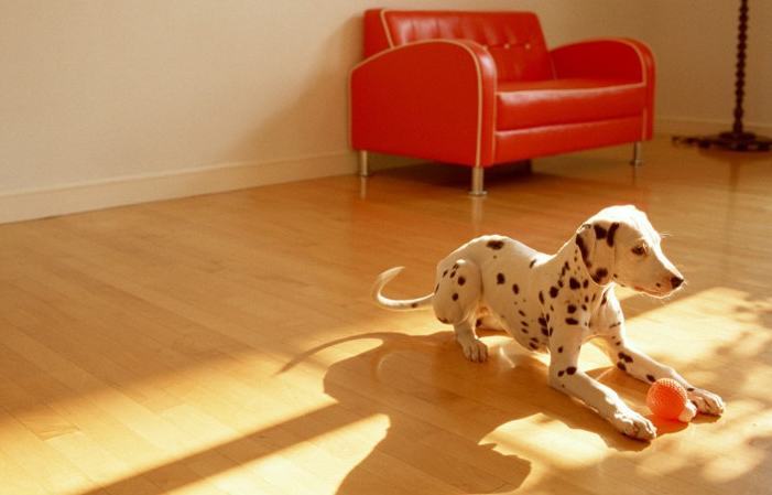 斑点狗患细小的治疗方法 斑点狗患细小的治疗方法