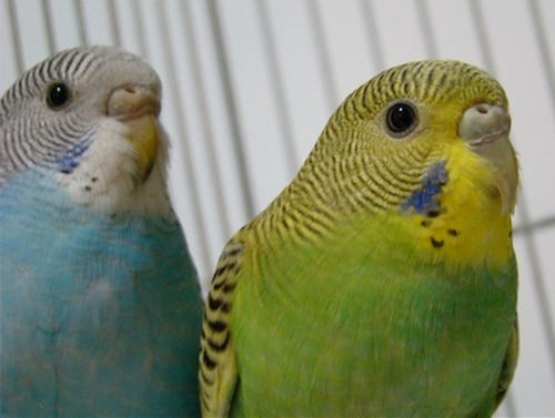 为什么春天会“处处闻啼鸟”