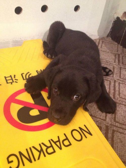 新手该怎样饲养拉布拉多犬