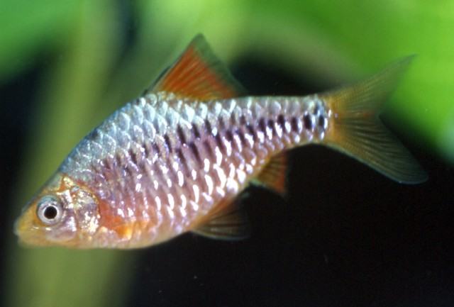 一年四季七星灯鱼的饲养重点 一年四季七星灯鱼的饲养重点