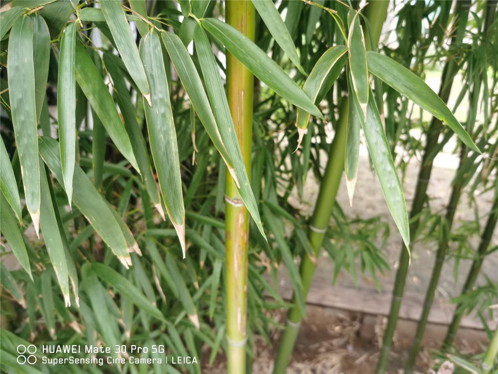 5种适合放在室内的观赏竹