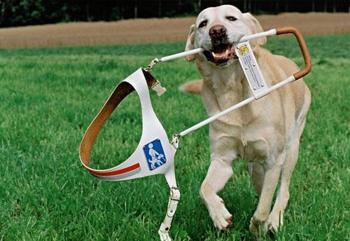 哪些犬适合做导盲犬