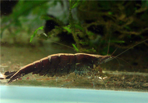 饲养黑壳虾的常见问题