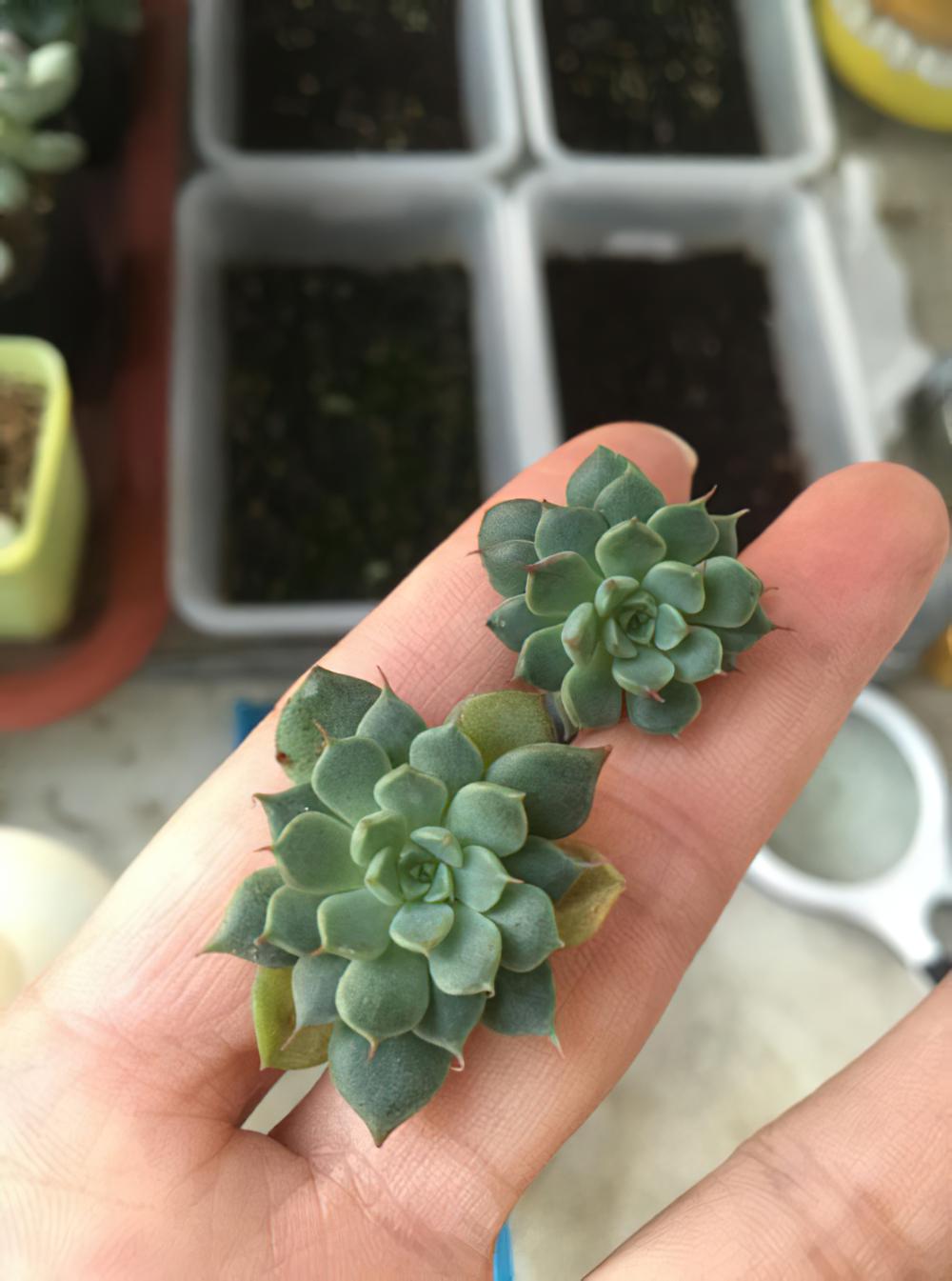 子子孙孙无穷尽也！一棵老红用两年时间创造的励志发家史