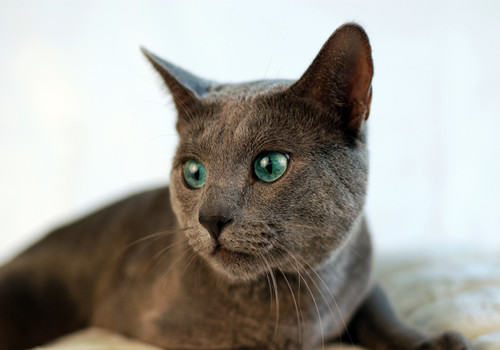 常见的猫草有哪些种类
