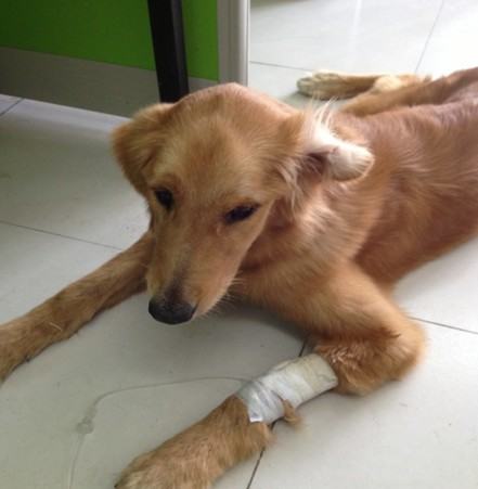 一例犬肠道异物导致死亡的病例分析