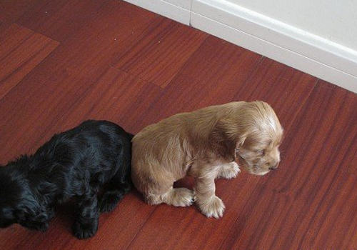 如何护理新出生的幼犬