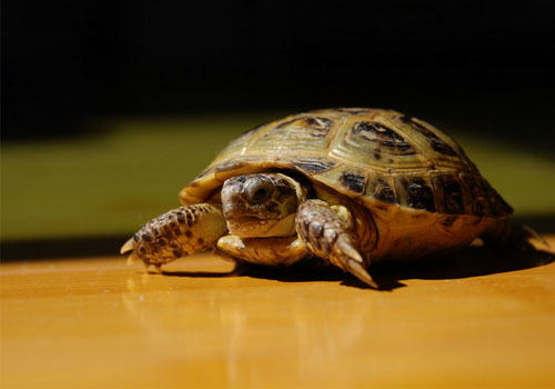 选择宠物龟时常被忽略的三个重点