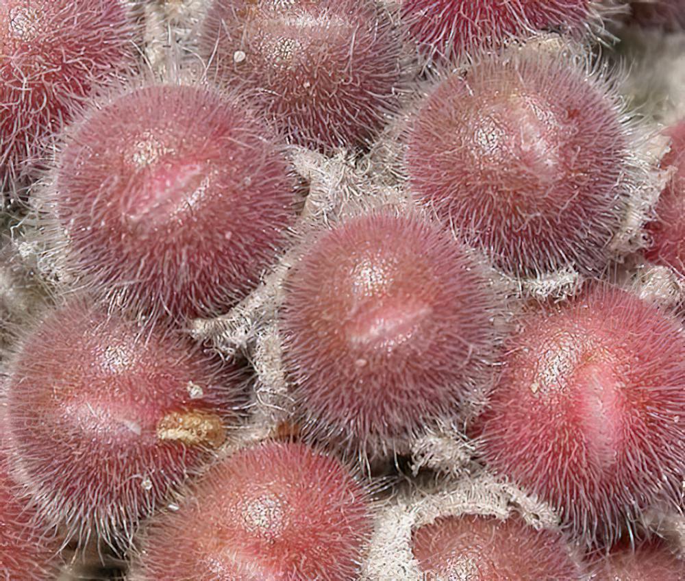毛肉锥Conophytum stephanii，毛毛长在石头上。
