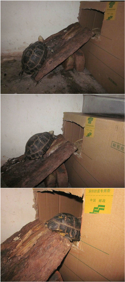 缅甸陆龟冬眠的个人经验