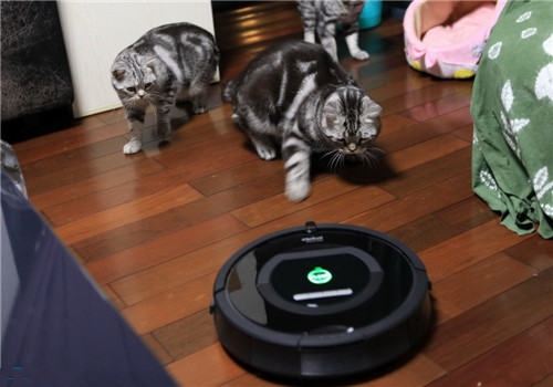 猫咪怕吸尘器怎么办？