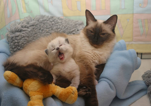 正确解决猫咪挑食问题