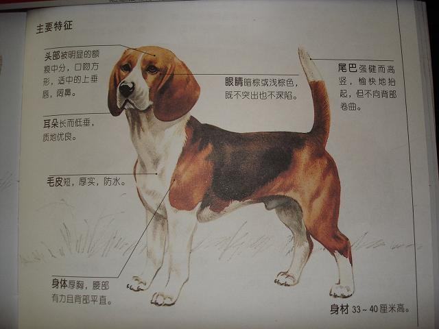比格犬的养育条件
