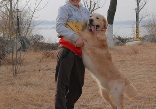 狗狗对我们的看法是什么样的