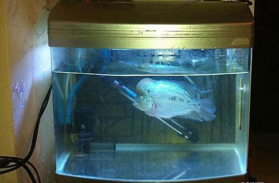 如何选择水族箱灯管 如何选择水族箱灯管