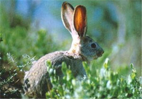 塔里木兔的饮食特性